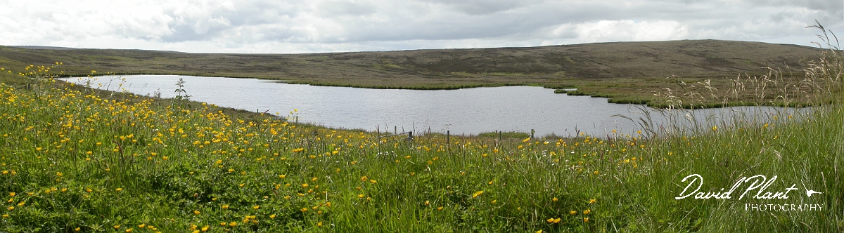 David Plant Photography - Wildlife Photographer - Lowrie's Pool - Orkney.JPG - Lowrie's Pool - Orkney
