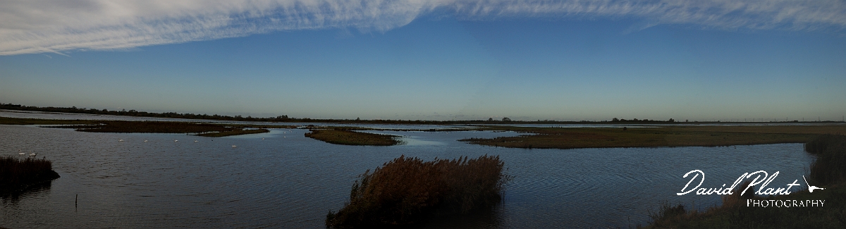 David Plant Photography - Wildlife Photographer - Welney - Cambridgeshire.JPG - Welney - Cambridgeshire