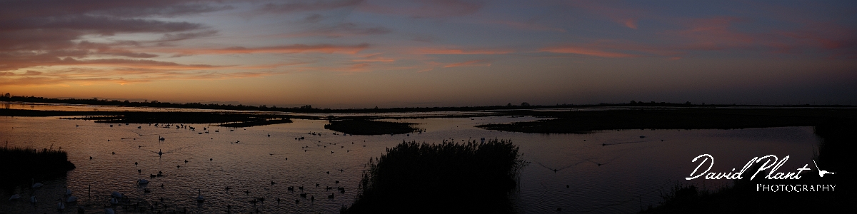 David Plant Photography - Wildlife Photographer - Welney at sunset - Cambridgeshire.JPG - Welney at sunset - Cambridgeshire