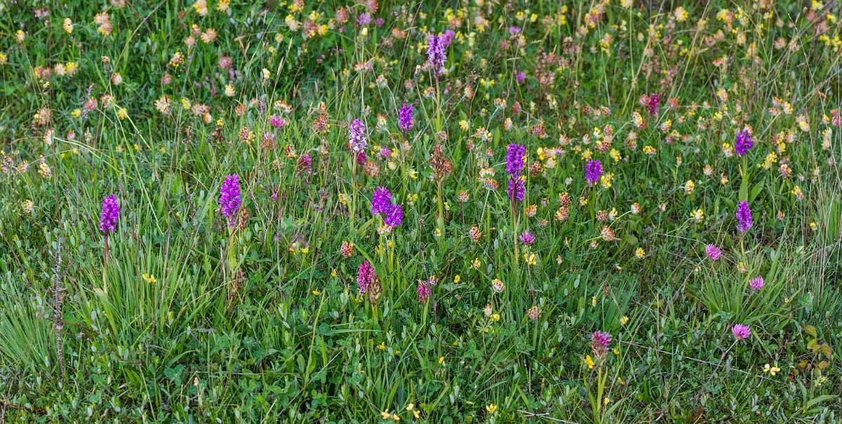 David Plant Photography - Wildlife Photography - Kenfig orchids - A.JPG - Early and southern marsh orchids - Kenfig