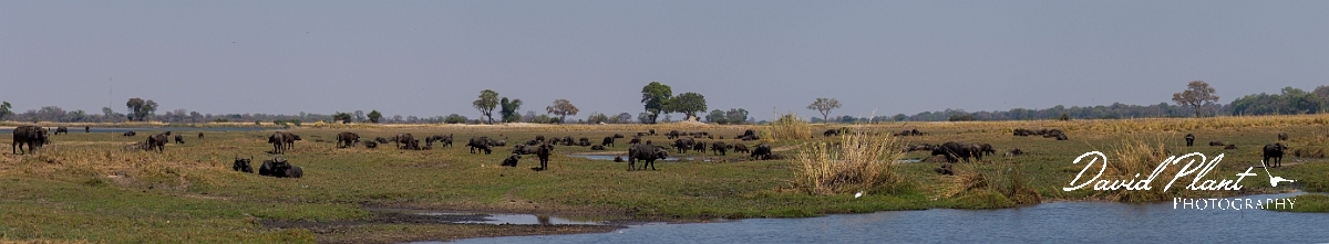 David Plant Photography - Wildlife Photography - Namibia - M.jpg - Cape buffalo along the Okavango in Buffalo Core Area, Bwabwata National Park - Namibia