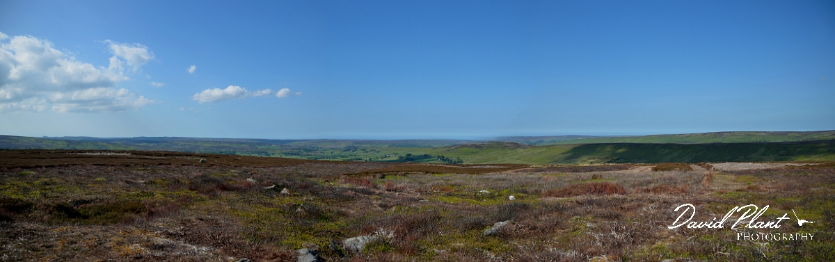 David Plant Photography - Wildlife Photography - North York Moors - B.JPG - Moorland - North York Moors