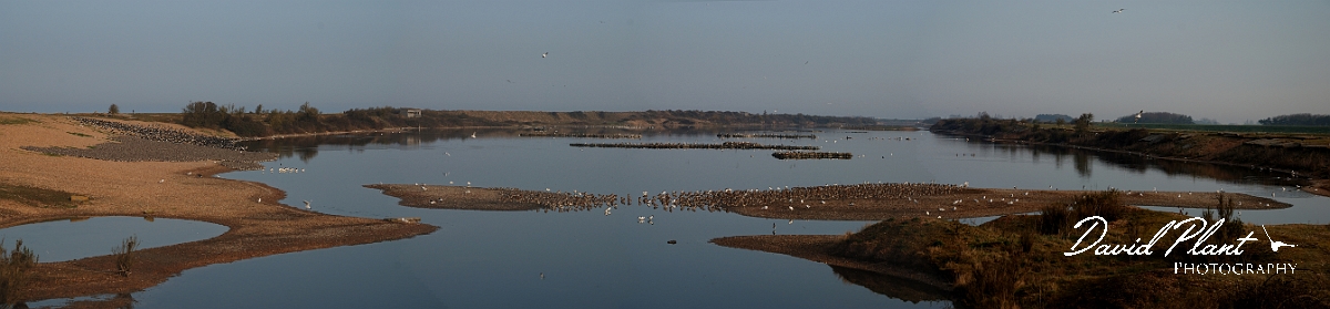 David Plant Photography - Wildlife Photography - Snettisham high tide - A.JPG - Snettisham high tide roost