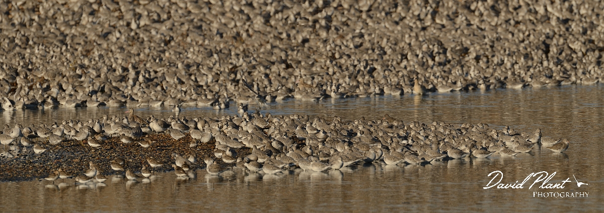 David Plant Photography - Wildlife Photography - Snettisham high tide - B.jpg - Knot flock - Norfolk