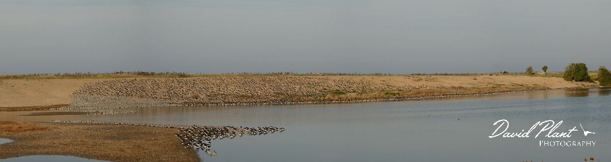 David Plant Photography - Wildlife Photography - Snettisham high tide - C.jpg - Wader high tide roost - Norfolk