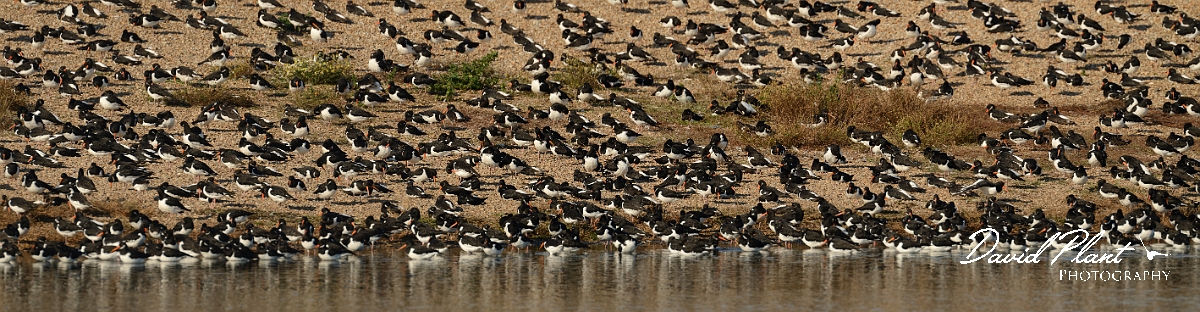 David Plant Photography - Wildlife Photography - Snettisham high tide - D.jpg - Oystercatchers - Norfolk