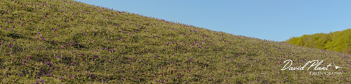 David Plant Photography - Wildlife Photography - Therfield - A.jpg - Pasqueflowers on hillside - Hertfordshire