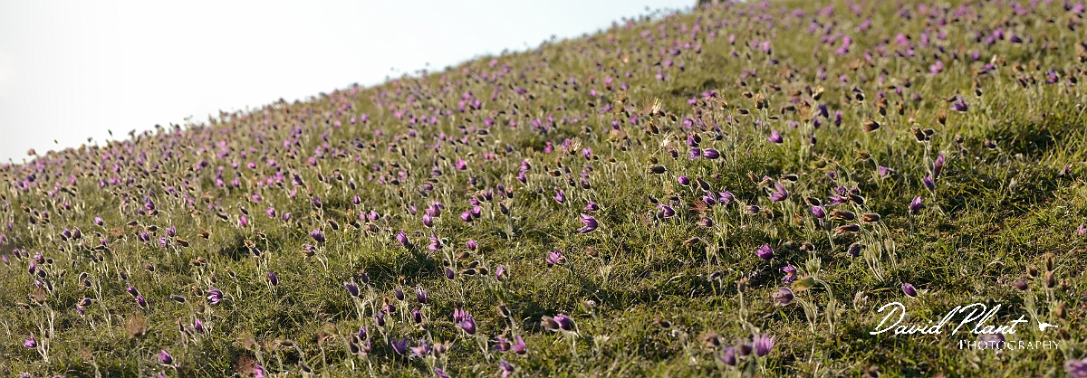 David Plant Photography - Wildlife Photography - Therfield - B.jpg - Pasqueflowers with sun behind - Hertfordshire