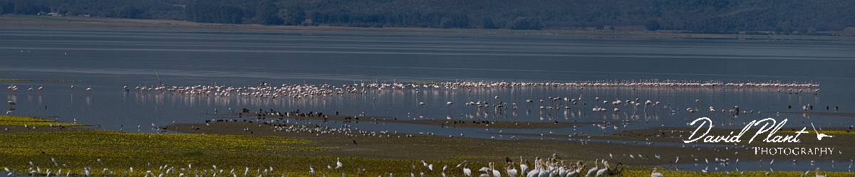 _DSC0375 Panorama.JPG - Bird flocks, Lake Kerkini - Greece