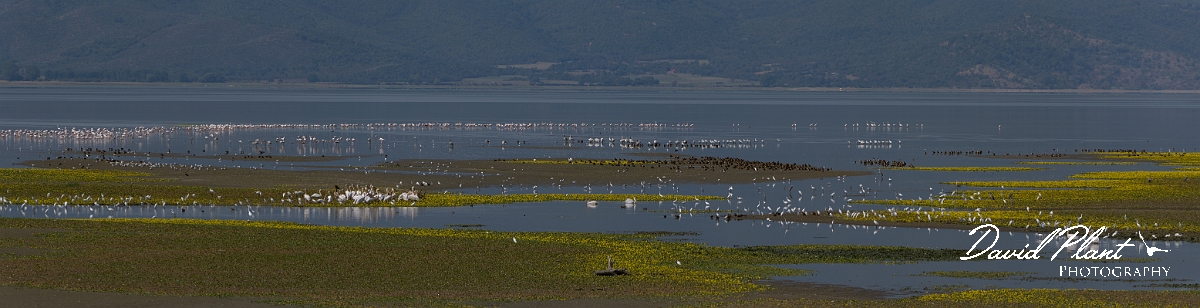 _DSC0423 Panorama-2.JPG - Bird flocks, Lake Kerkini - Greece