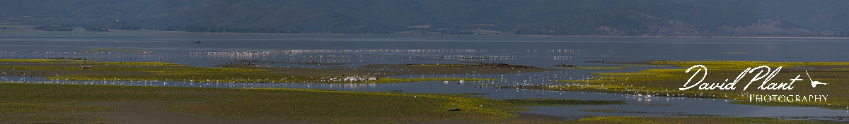 _DSC0423 Panorama.JPG - Bird flocks, Lake Kerkini - Greece