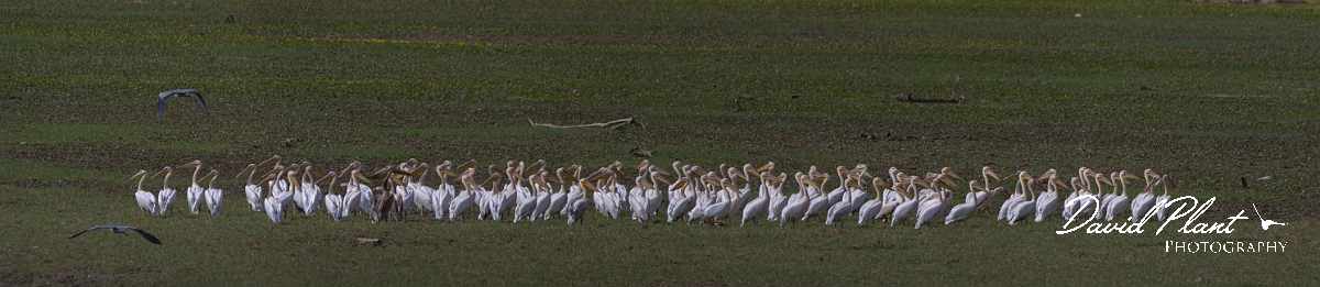 _DSC3290 Panorama.JPG - Great white pelican, Lake Kerkini - Greece