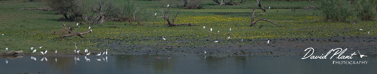 _DSC3337 Panorama.JPG - Egrets, Lake Kerkini - Greece