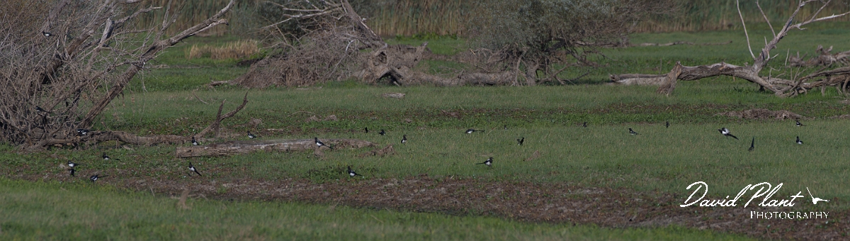 _DSC3877 Panorama.JPG - Magpie flock, Lake Kerkini - Greece