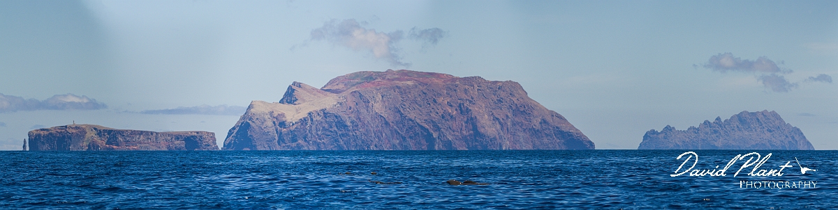 _DSC8617 Panorama2.JPG - Short-finned pilot-whales, Desertas Islands - Madeira