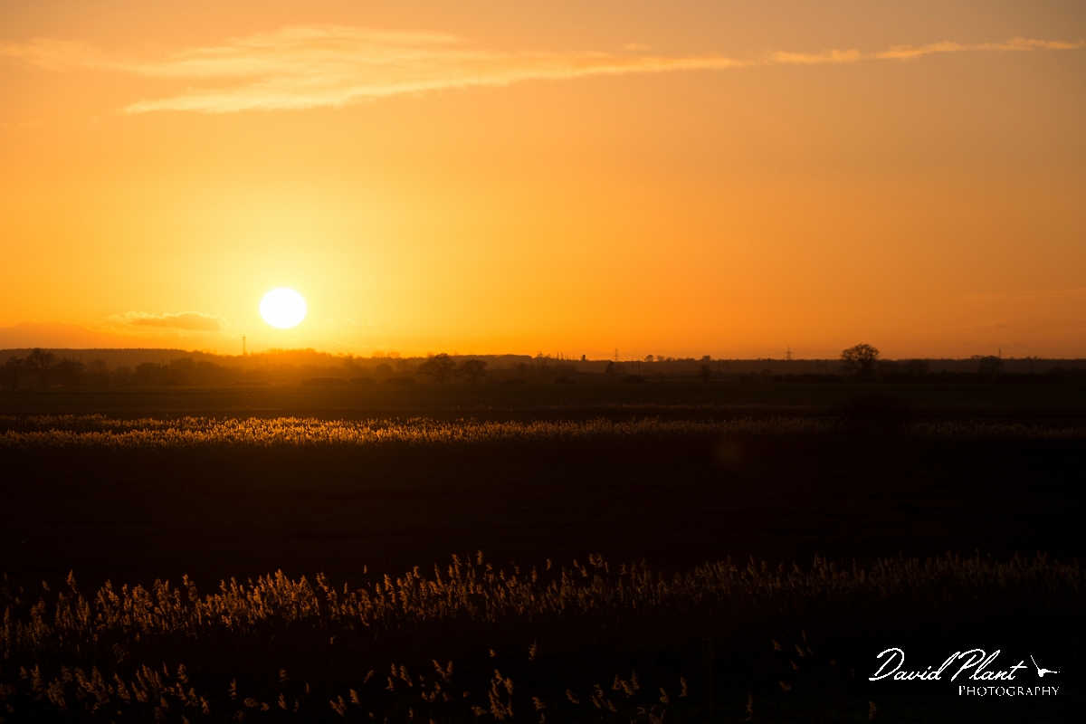 David Plant Photography - Wildlife Photography - Sunset - AA.jpg - Sunset over reeds - Cambridgeshire