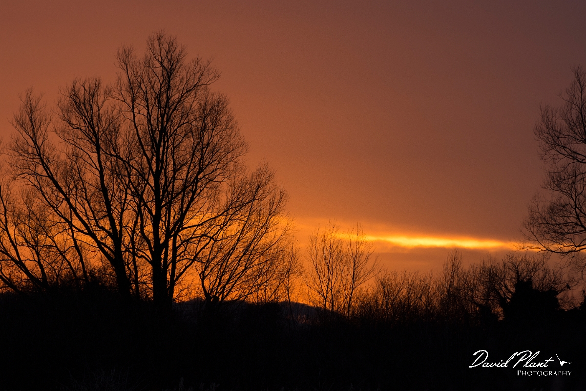 David Plant Photography - Wildlife Photography - Sunset - AB.jpg - Sunset - Cambridgeshire