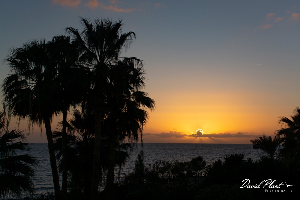_DSC5447.JPG - Sunset through palms - Cyprus