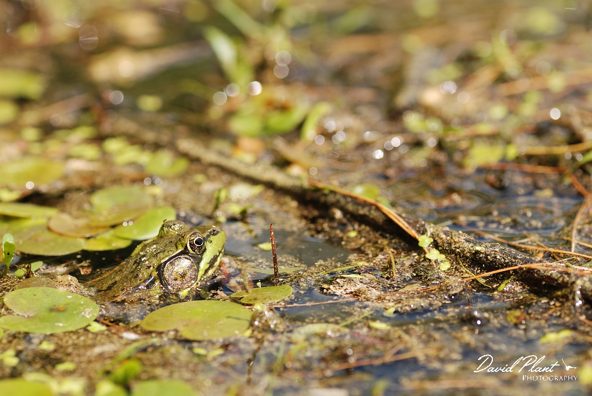 David Plant Photography - Wildlife Photographer - Green frog - C.jpg - Green frog - Robertson Lake, ON
