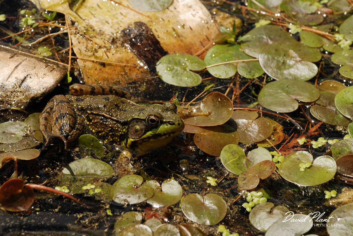 David Plant Photography - Wildlife Photographer - Green frog - D.jpg - Green frog - Robertson Lake, ON
