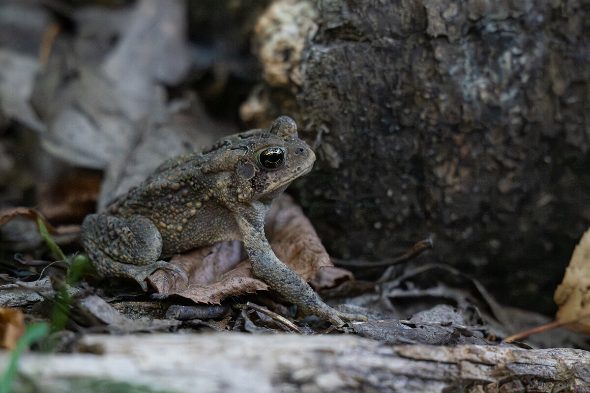 David Plant Photography - Wildlife Photography - American toad - A.jpg - American toad - Beaver trail, Stony Swamp, Ontario