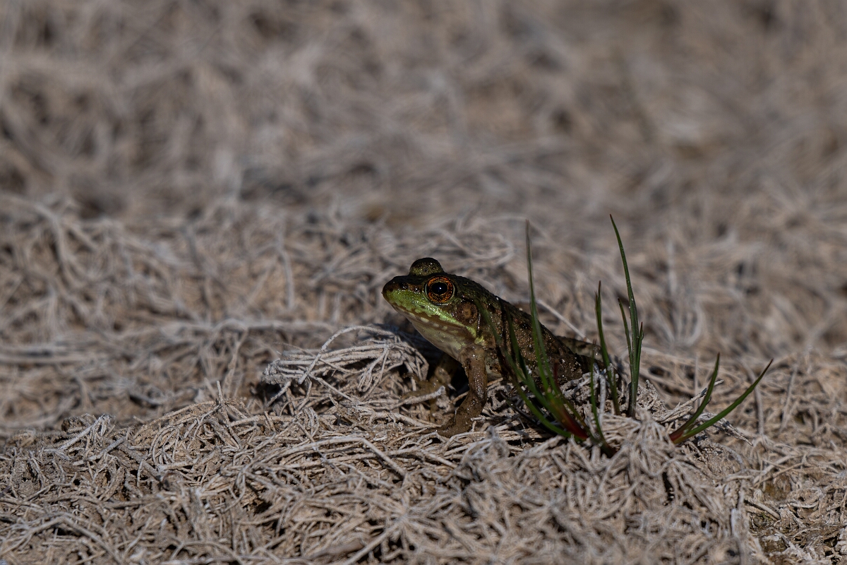 David Plant Photography - Wildlife Photography - Green frog - F.jpg - Green frog - Burnt Land Provincial Park, Ontario