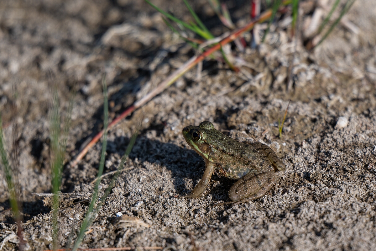 David Plant Photography - Wildlife Photography - Green frog - G.jpg - Green frog - Burnt Land Provincial Park, Ontario