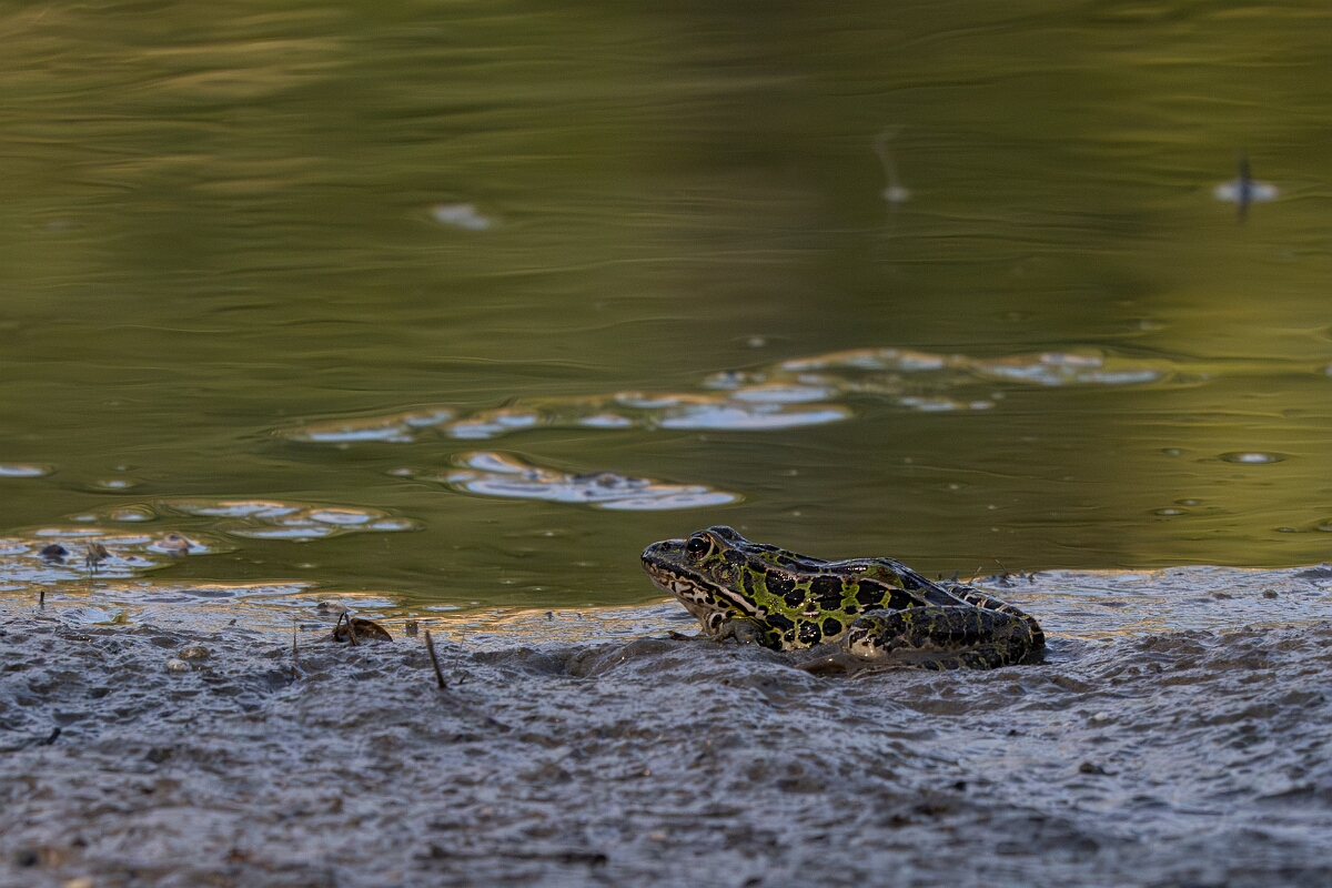 David Plant Photography - Wildlife Photography - Northern leopard frog - A.jpg - Northern leopard frog - Burnt Land Provincial Park, Ontario
