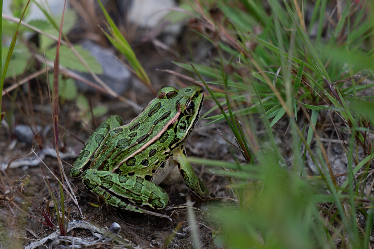 David Plant Photography - Wildlife Photography - Northern leopard frog - C.jpg - Northern leopard frog - Old Almonte Road, Manion Corners, Ontario