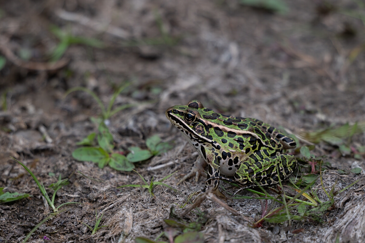 David Plant Photography - Wildlife Photography - Northern leopard frog - D.jpg - Northern leopard frog - Old Almonte Road, Manion Corners, Ontario
