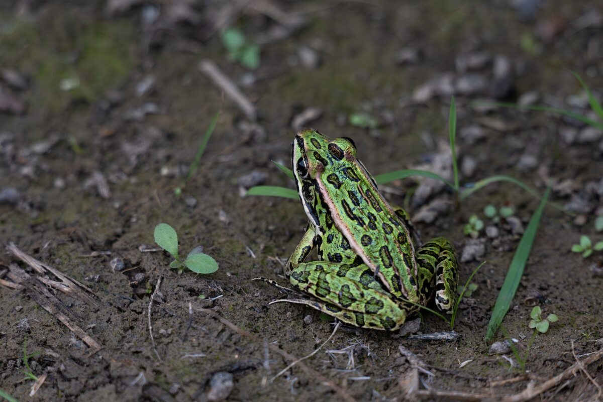 David Plant Photography - Wildlife Photography - Northern leopard frog - E.jpg - Northern leopard frog - Old Almonte Road, Manion Corners, Ontario