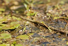 David Plant Photography - Wildlife Photographer - Green frog - C
