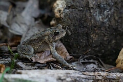 David Plant Photography - Wildlife Photography - American toad - A