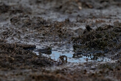 David Plant Photography - Wildlife Photography - Green frog - E