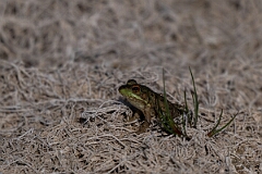 David Plant Photography - Wildlife Photography - Green frog - F