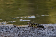 David Plant Photography - Wildlife Photography - Northern leopard frog - A