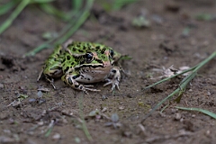 David Plant Photography - Wildlife Photography - Northern leopard frog - B