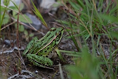 David Plant Photography - Wildlife Photography - Northern leopard frog - C