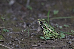 David Plant Photography - Wildlife Photography - Northern leopard frog - F