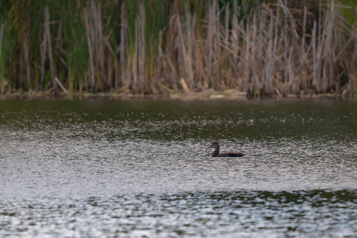 David Plant Photography - Wildlife Photography - American black duck - A.jpg - American black duck - Bruce Pit, Stony Swamp, Ontario