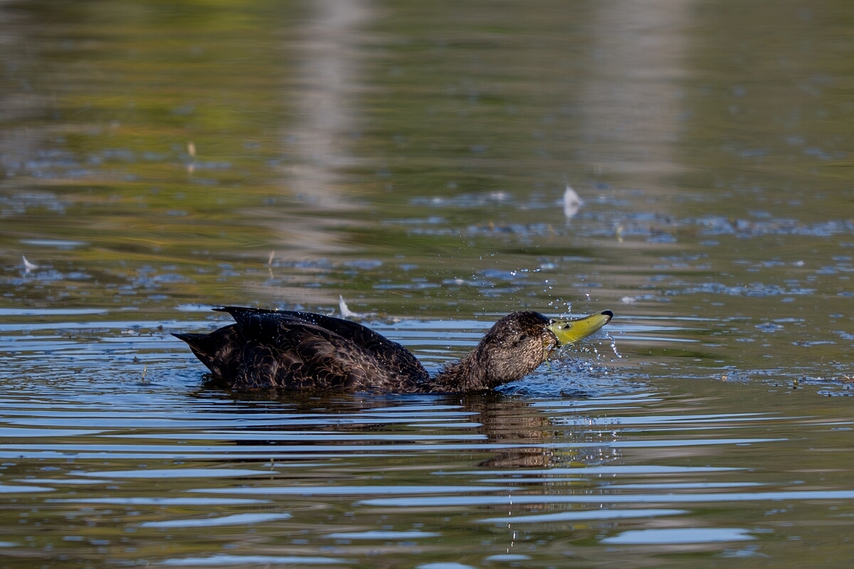David Plant Photography - Wildlife Photography - American black duck - C.jpg - American black duck - Sarsaparilla trail, Stony Swamp, Ontario