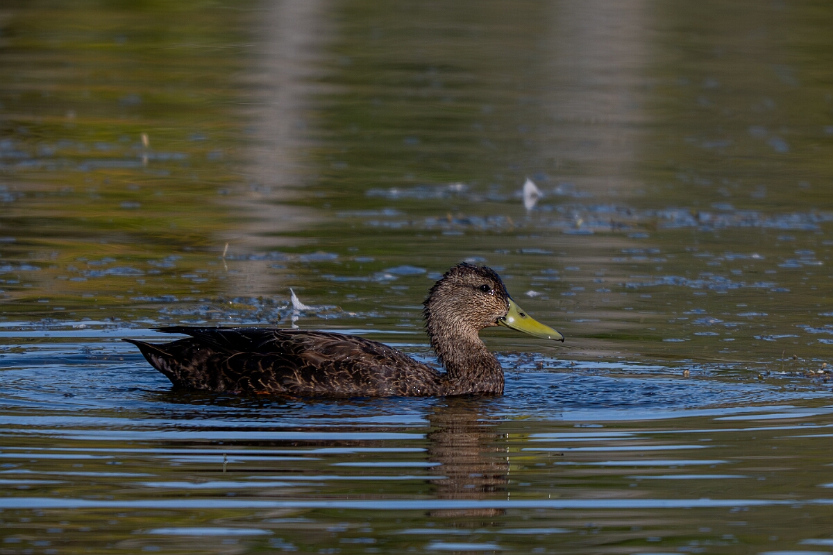 David Plant Photography - Wildlife Photography - American black duck - D.jpg - American black duck - Sarsaparilla trail, Stony Swamp, Ontario