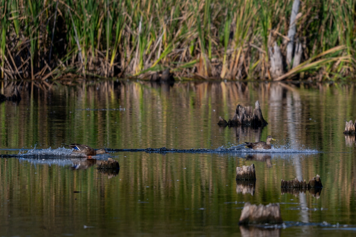 David Plant Photography - Wildlife Photography - American black duck - E.jpg - American black duck - Sarsaparilla trail, Stony Swamp, Ontario