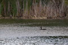 David Plant Photography - Wildlife Photography - American black duck - A