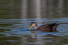 David Plant Photography - Wildlife Photography - American black duck - B