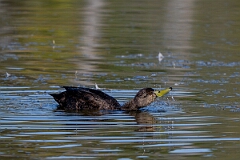 David Plant Photography - Wildlife Photography - American black duck - C