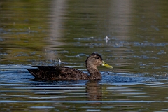 David Plant Photography - Wildlife Photography - American black duck - D
