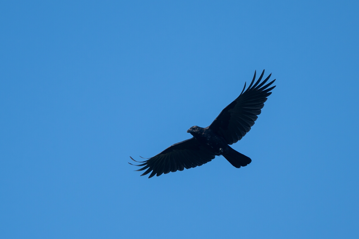 David Plant Photography - Wildlife Photography - American crow - A.jpg - American crow - Burnt Land Provincial Park, Ontario