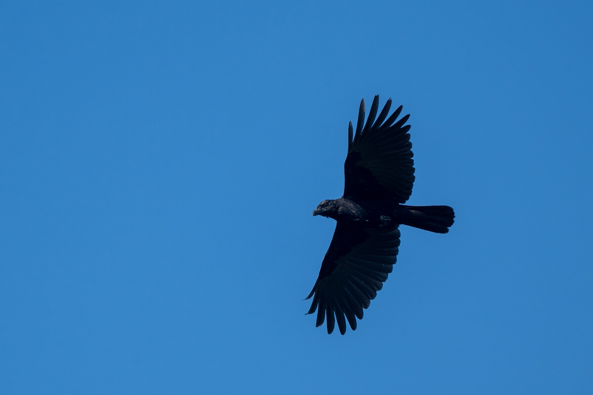 David Plant Photography - Wildlife Photography - American crow - B.jpg - American crow - Burnt Land Provincial Park, Ontario