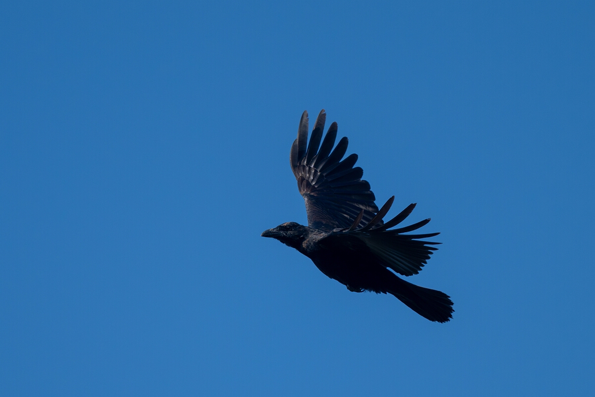 David Plant Photography - Wildlife Photography - American crow - C.jpg - American crow - Burnt Land Provincial Park, Ontario